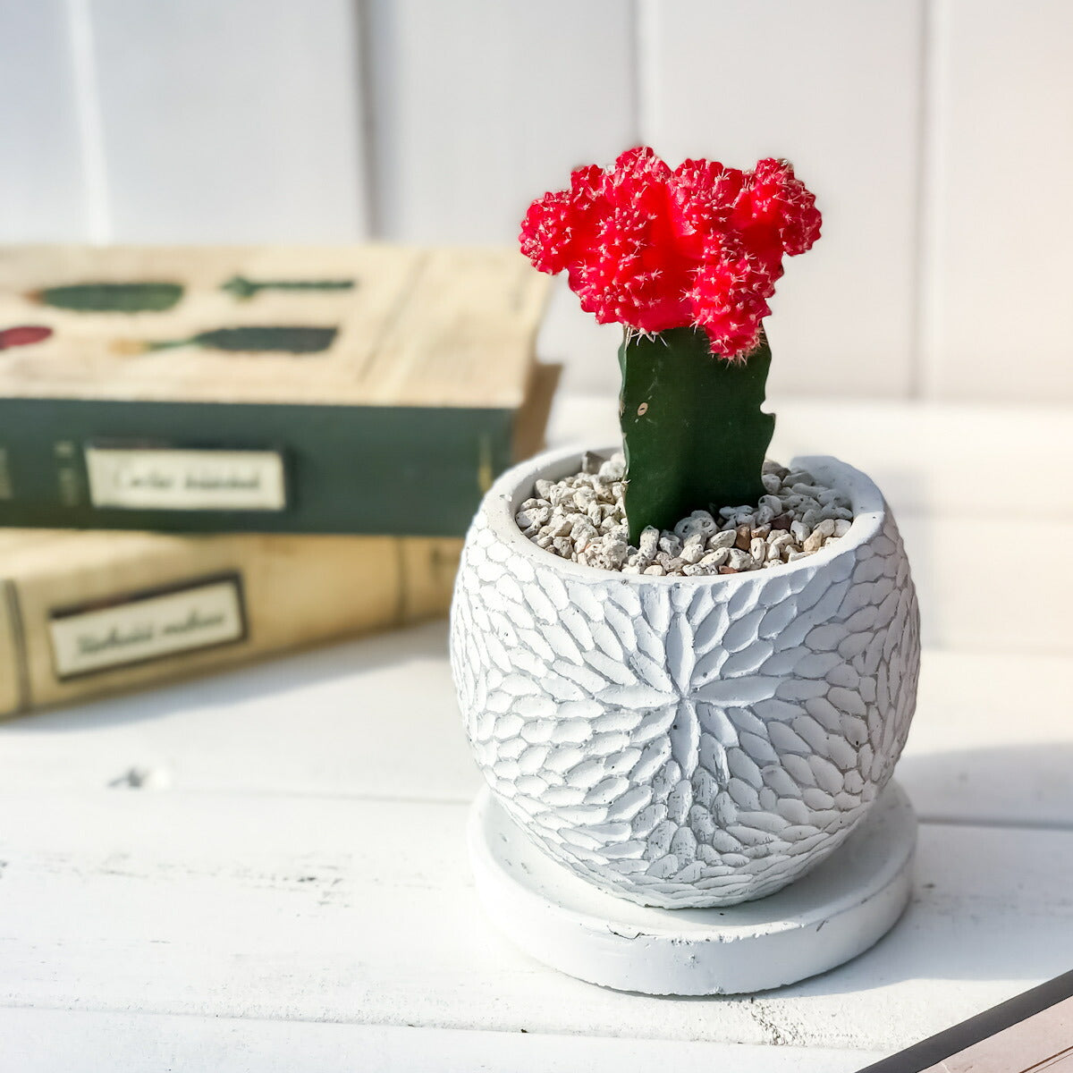 PLANCHU サボテン ヒボタン 陶器鉢植え 受け皿付き 育て方説明書付き 緋牡丹 ギムノカリキウム キャンドルサボテン カラーヘッドサボテン 観葉植物 丈夫 初心者向き