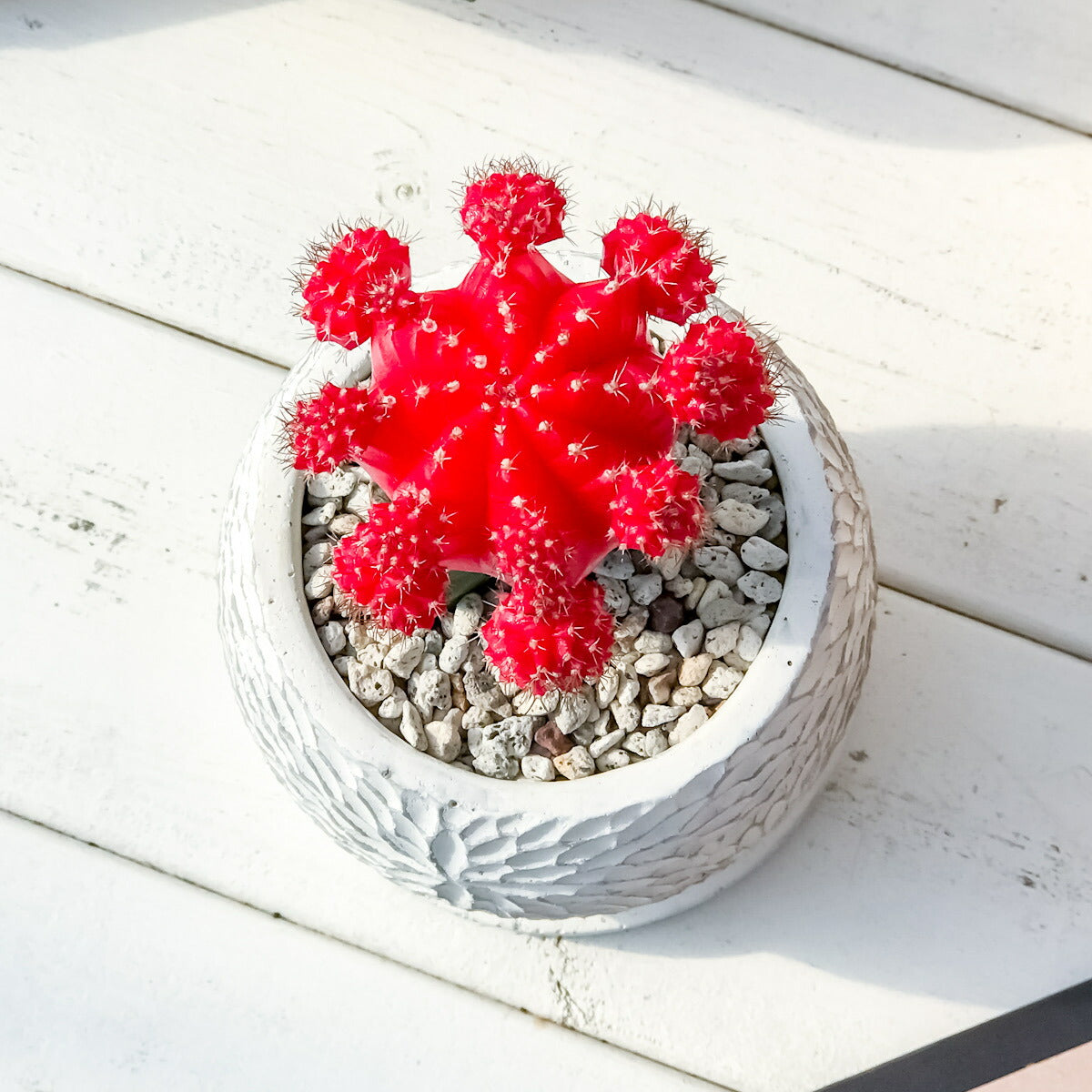 PLANCHU サボテン ヒボタン 陶器鉢植え 受け皿付き 育て方説明書付き 緋牡丹 ギムノカリキウム キャンドルサボテン カラーヘッドサボテン 観葉植物 丈夫 初心者向き