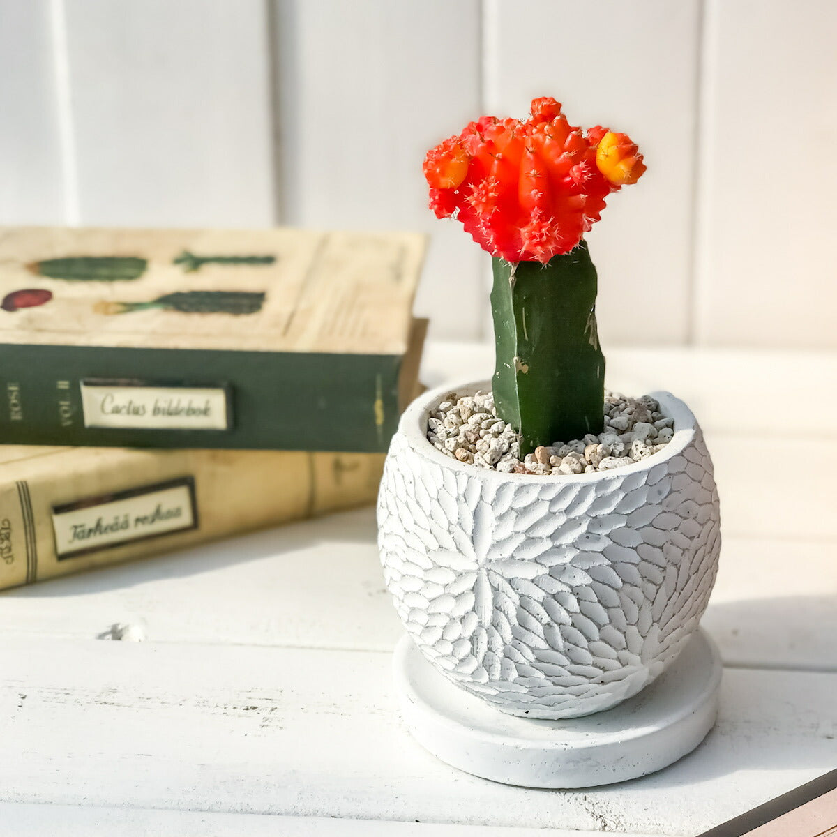 PLANCHU サボテン ヒボタン 陶器鉢植え 受け皿付き 育て方説明書付き 緋牡丹 ギムノカリキウム キャンドルサボテン カラーヘッドサボテン 観葉植物 丈夫 初心者向き