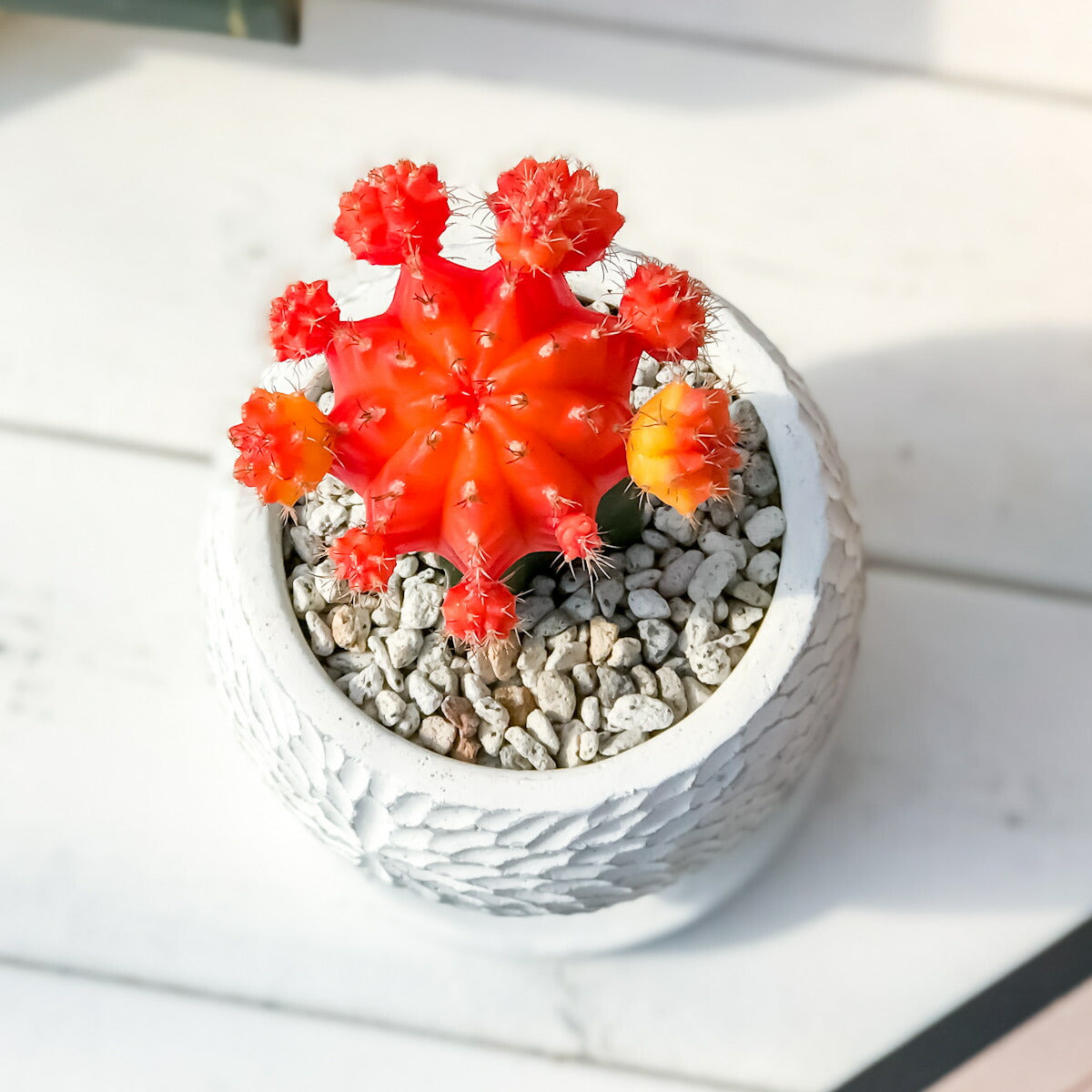PLANCHU サボテン ヒボタン 陶器鉢植え 受け皿付き 育て方説明書付き 緋牡丹 ギムノカリキウム キャンドルサボテン カラーヘッドサボテン 観葉植物 丈夫 初心者向き
