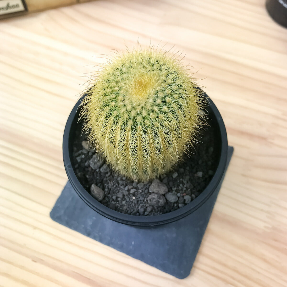 PLANCHU サボテン パロディア 金晃丸 きんこうまる 3号鉢 受け皿付き 育て方説明書付き Parodia leninghausii