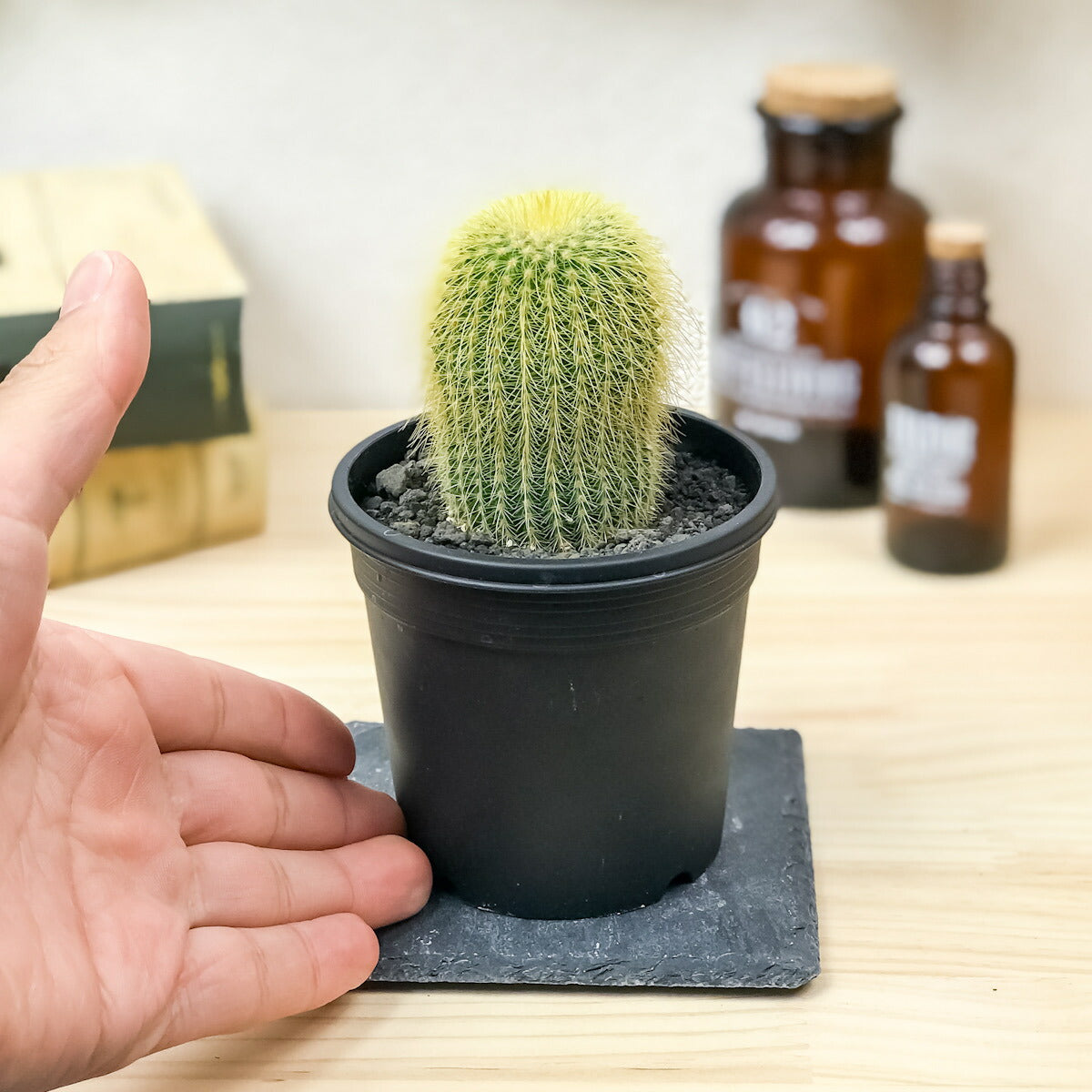 PLANCHU サボテン パロディア 金晃丸 きんこうまる 3号鉢 受け皿付き 育て方説明書付き Parodia leninghausii