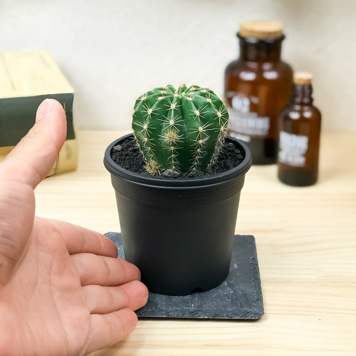 PLANCHU サボテン ロビビア 3号鉢 受け皿付き 育て方説明書付き Lobivia