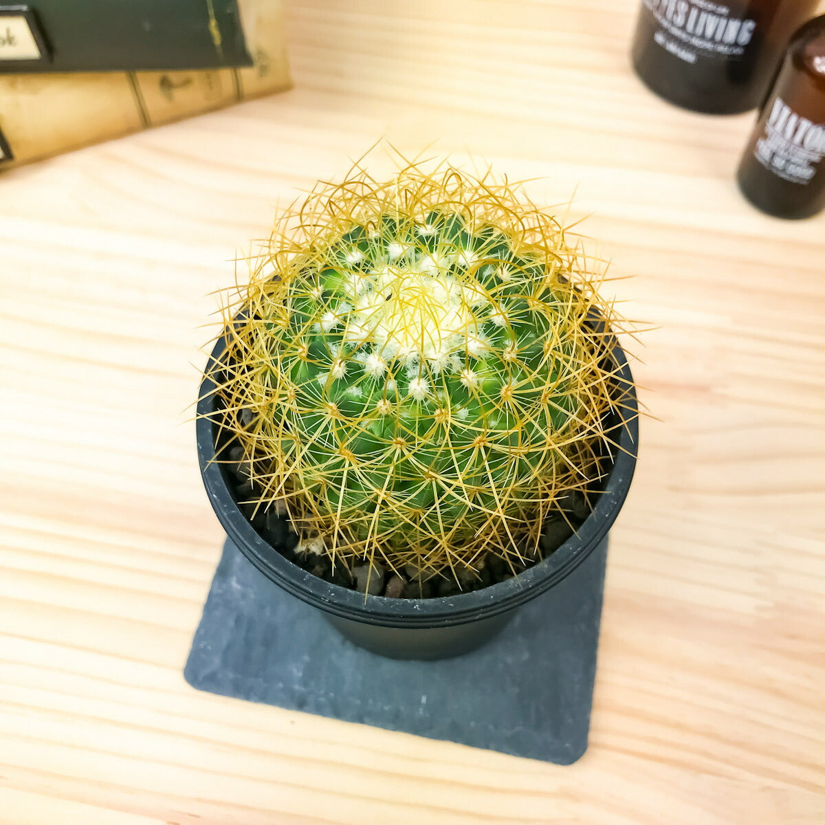 PLANCHU サボテン マミラリア 泉丸 いずみまる 3号鉢 受け皿付き 育て方説明書付き Mammillaria
