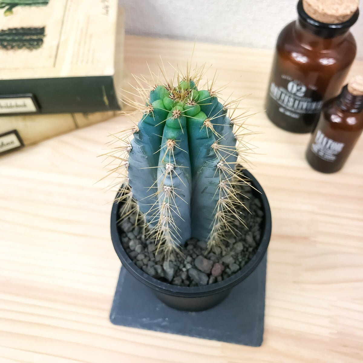 PLANCHU サボテン ピロソケレウス アズレウス 3号鉢 受け皿付き 育て方説明書付き Pilosocereus pachycladus 金青閣 きんせいかく アズレウス柱