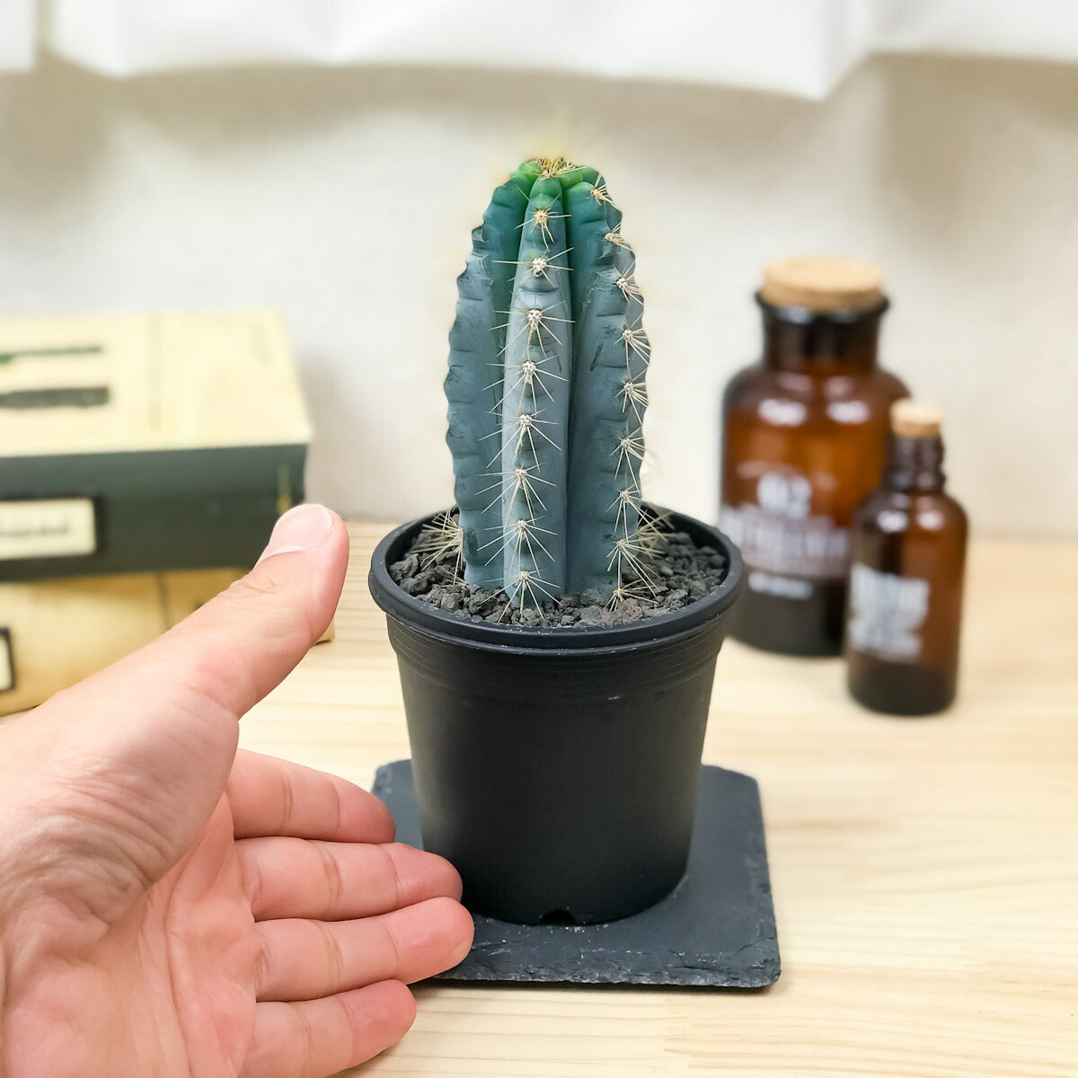 PLANCHU サボテン ピロソケレウス アズレウス 3号鉢 受け皿付き 育て方説明書付き Pilosocereus pachycladus 金青閣 きんせいかく アズレウス柱