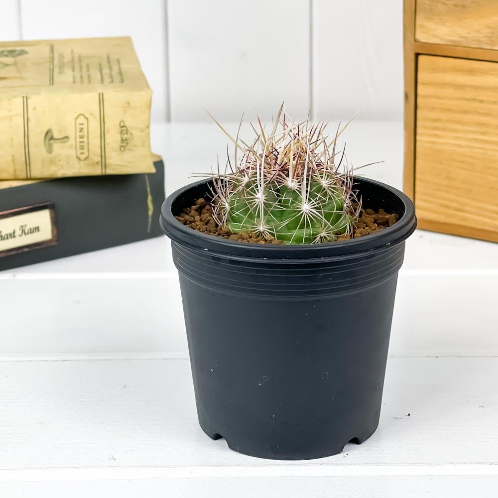PLANCHU サボテン テロカクタス 大統領 だいとうりょう 3号鉢 受け皿付き 育て方説明書付き Thelocactus bicolor