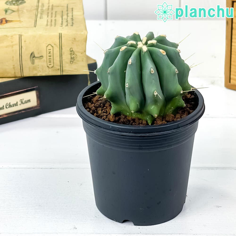 PLANCHU サボテン フェロカクタス 刺無王冠竜 とげなしおうかんりゅう 3号鉢 受け皿付き 育て方説明書付き Ferocactus glaucescens f. nuda