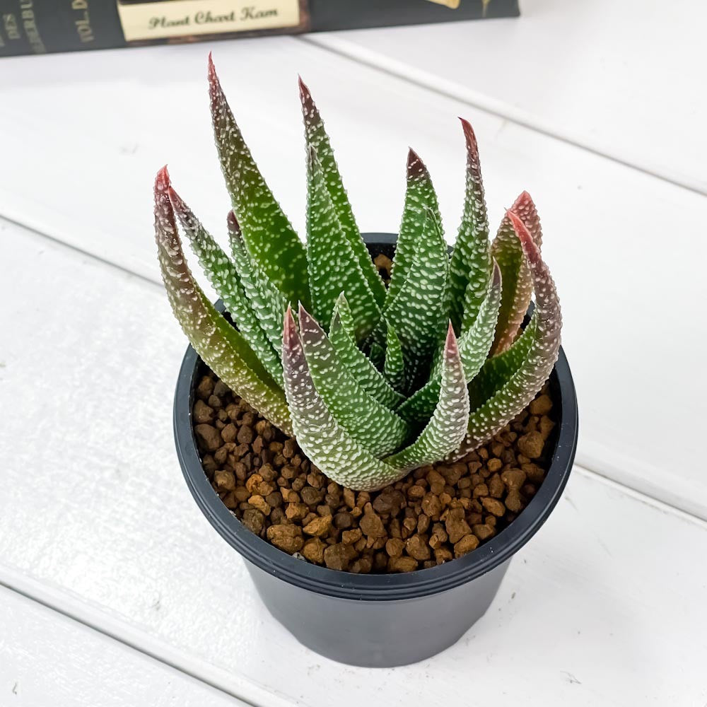 PLANCHU 多肉植物 ガステリア sp. 3号鉢 受け皿付き 育て方説明書付き Gasteria sp.