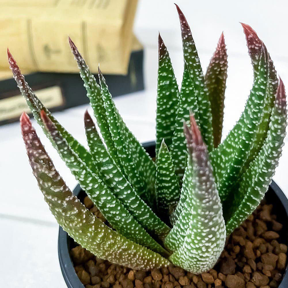 PLANCHU 多肉植物 ガステリア sp. 3号鉢 受け皿付き 育て方説明書付き Gasteria sp.