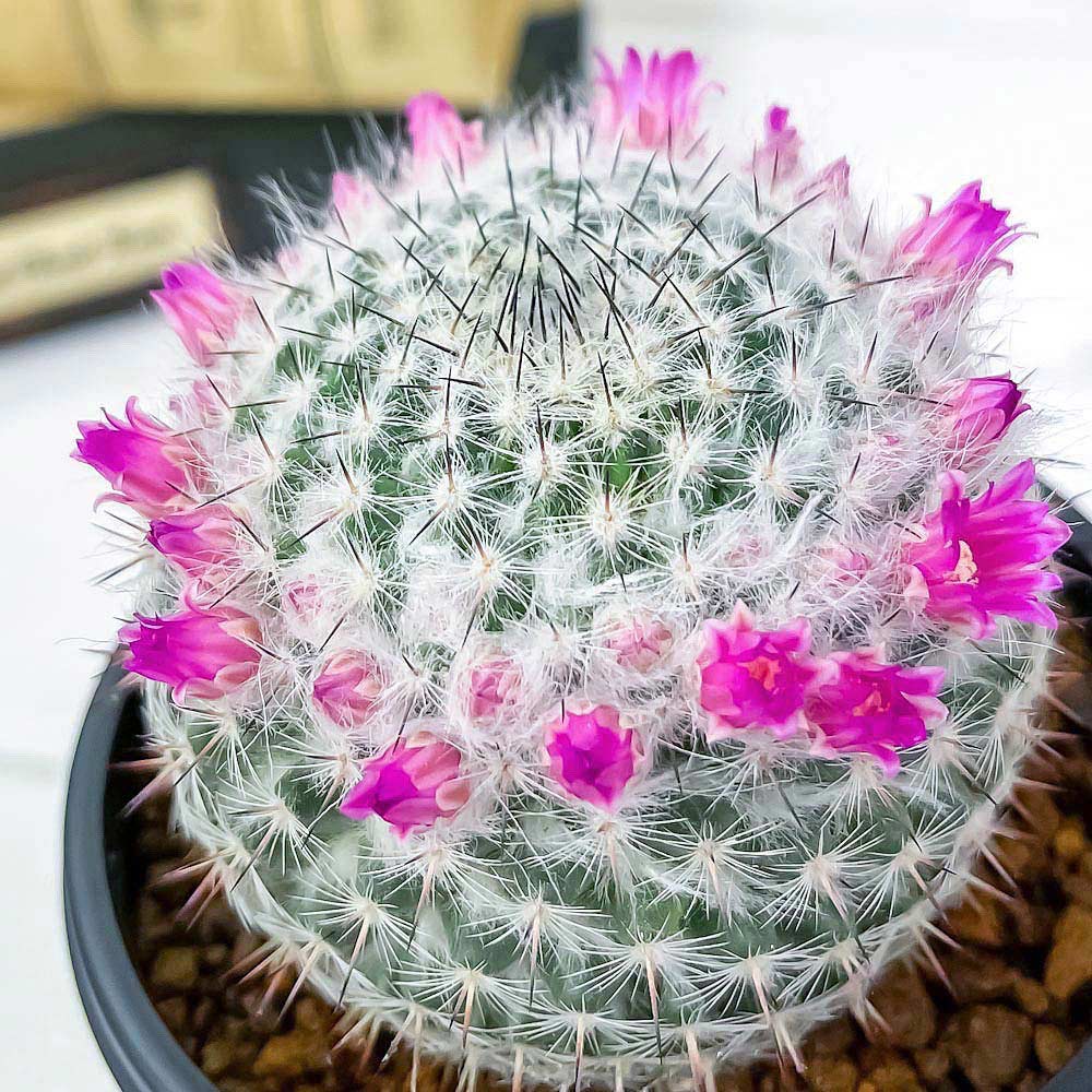 PLANCHU サボテン マミラリア 銀河 ぎんが 3号鉢 受け皿付き 育て方説明書付き Mammillaria saetigera ギンガ