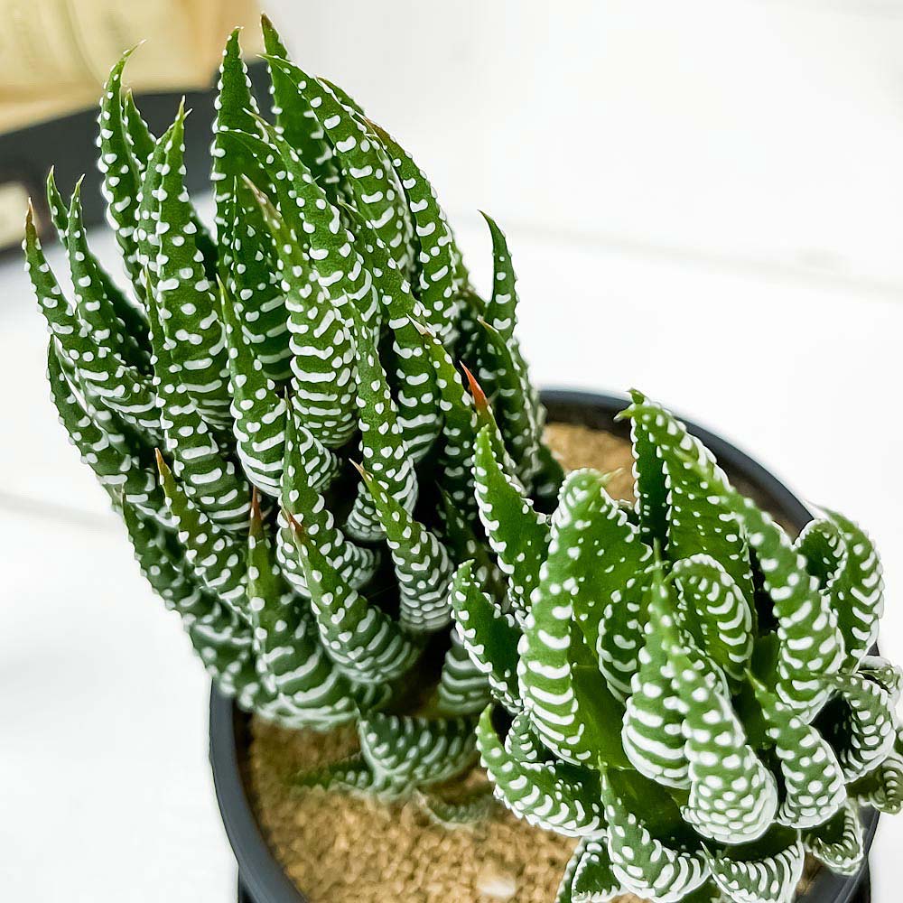 PLANCHU 多肉植物 ハオルチオプシス 十二の爪 じゅうにのつめ 3号鉢 受け皿付き 育て方説明書付き Haworthiopsis fasciata cv. ハオルチア ジュウニノツメ