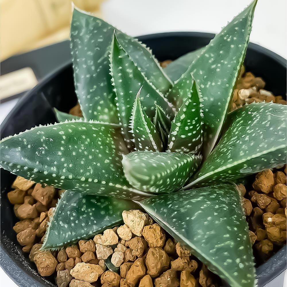 PLANCHU 多肉植物 ガステリア リンポポ 3.5号鉢 Gasteria ‘Limpopo’