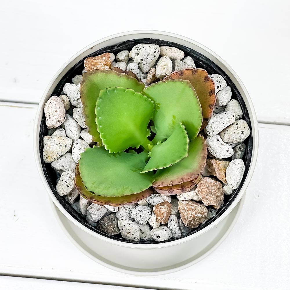 PLANCHU 多肉植物 カランコエ 子宝弁慶草 こだからべんけいそう 3.5号鉢 受け皿付き 育て方説明書付き Kalanchoe daigremontiana コダカラベンケイソウ 観葉植物