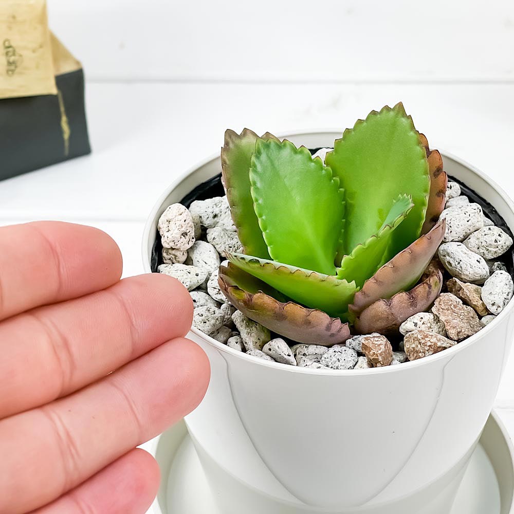 PLANCHU 多肉植物 カランコエ 子宝弁慶草 こだからべんけいそう 3.5号鉢 受け皿付き 育て方説明書付き Kalanchoe daigremontiana コダカラベンケイソウ 観葉植物
