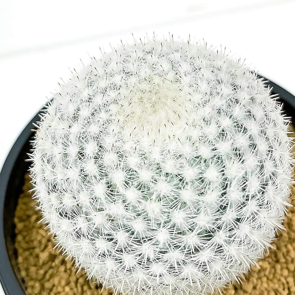 PLANCHU サボテン マミラリア 希望丸 きぼうまる 3号鉢 受け皿付き 育て方説明書付き Mammillaria albilanata