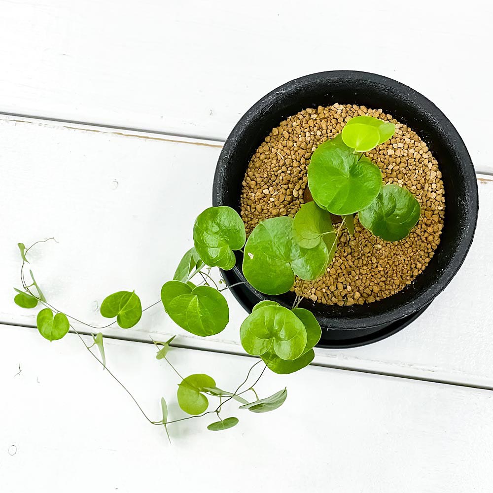 PLANCHU 観葉植物 ディオスコレア エレファンティペス 3号鉢 受け皿付き 育て方説明書付き Dioscorea elephantipes アフリカ亀甲竜 キッコウリュウ コーデックス