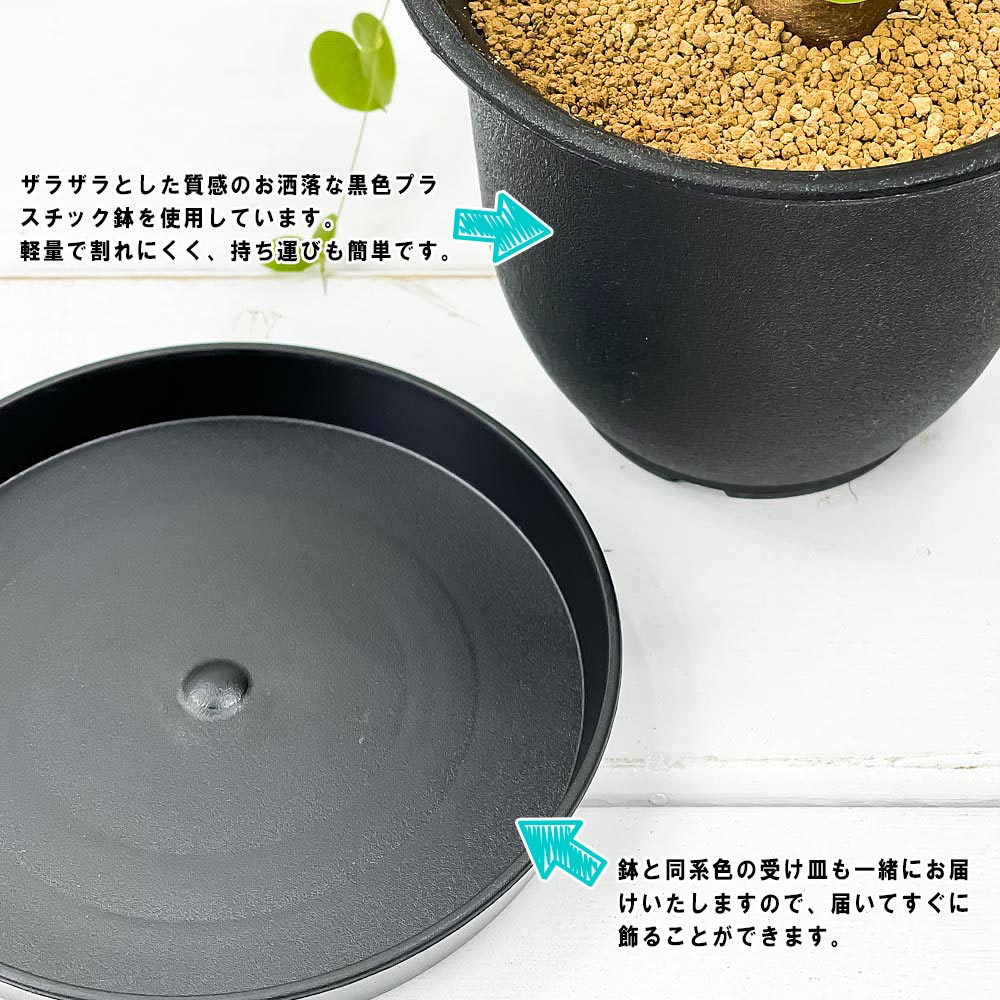 PLANCHU 観葉植物 ディオスコレア エレファンティペス 3号鉢 受け皿付き 育て方説明書付き Dioscorea elephantipes アフリカ亀甲竜 キッコウリュウ コーデックス