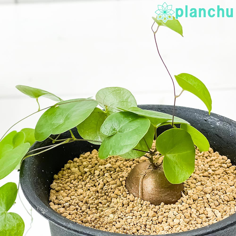 PLANCHU 観葉植物 ディオスコレア エレファンティペス 3号鉢 受け皿付き 育て方説明書付き Dioscorea elephantipes アフリカ亀甲竜 キッコウリュウ コーデックス
