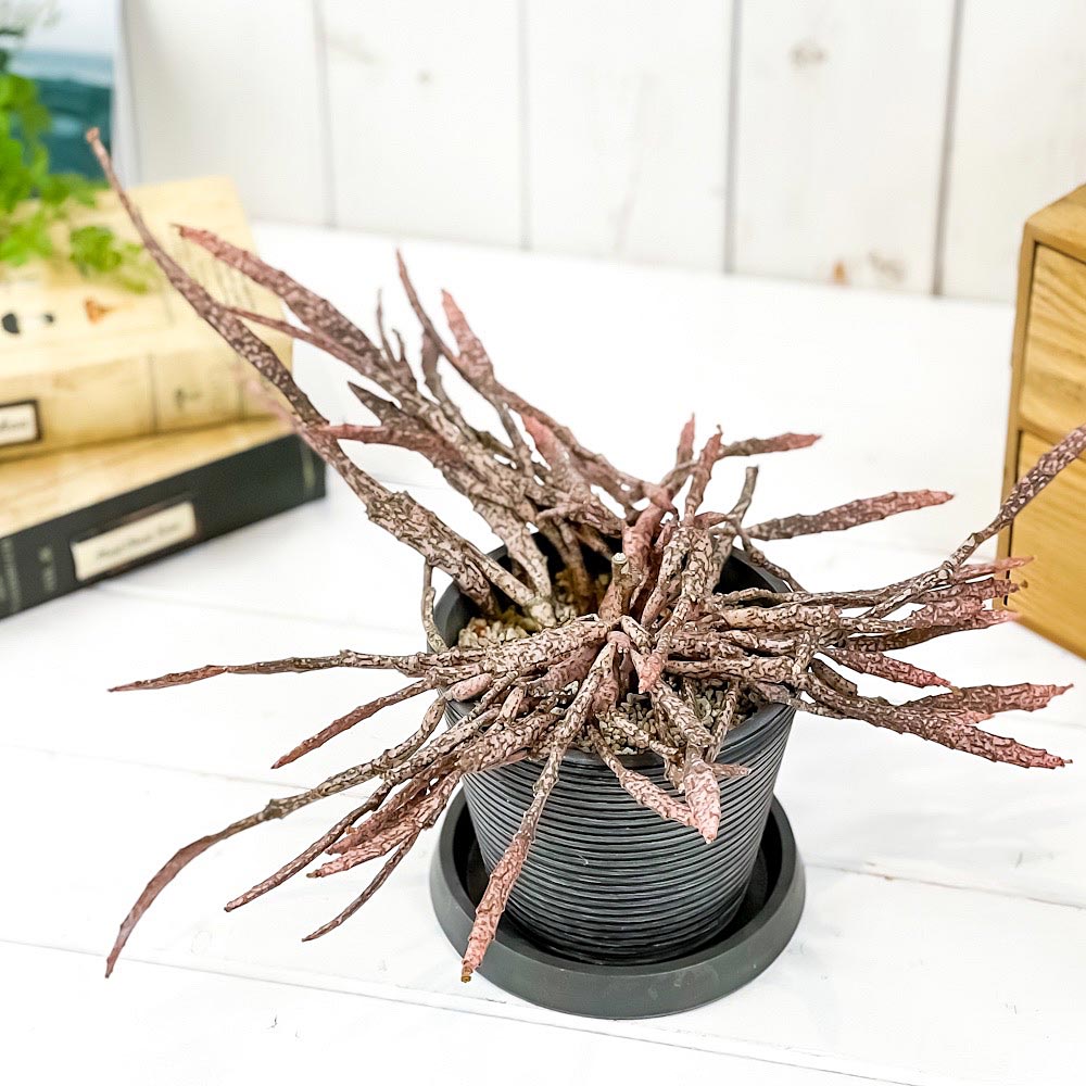 PLANCHU 多肉植物 ユーフォルビア プラティクラダ 4号樹脂鉢 ダークグレー サスティー付き 受け皿付き 育て方説明書付き Euphorbia platyclada ゾンビプランツ