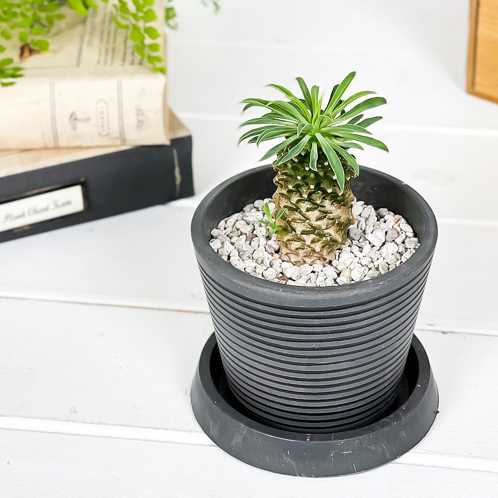 PLANCHU 多肉植物 ユーフォルビア パイナップルコーン 3.5号樹脂鉢 ミディダークグレー サスティー付き 受け皿付き 育て方説明書付き Euphorbia cv. 蘇鉄麒麟