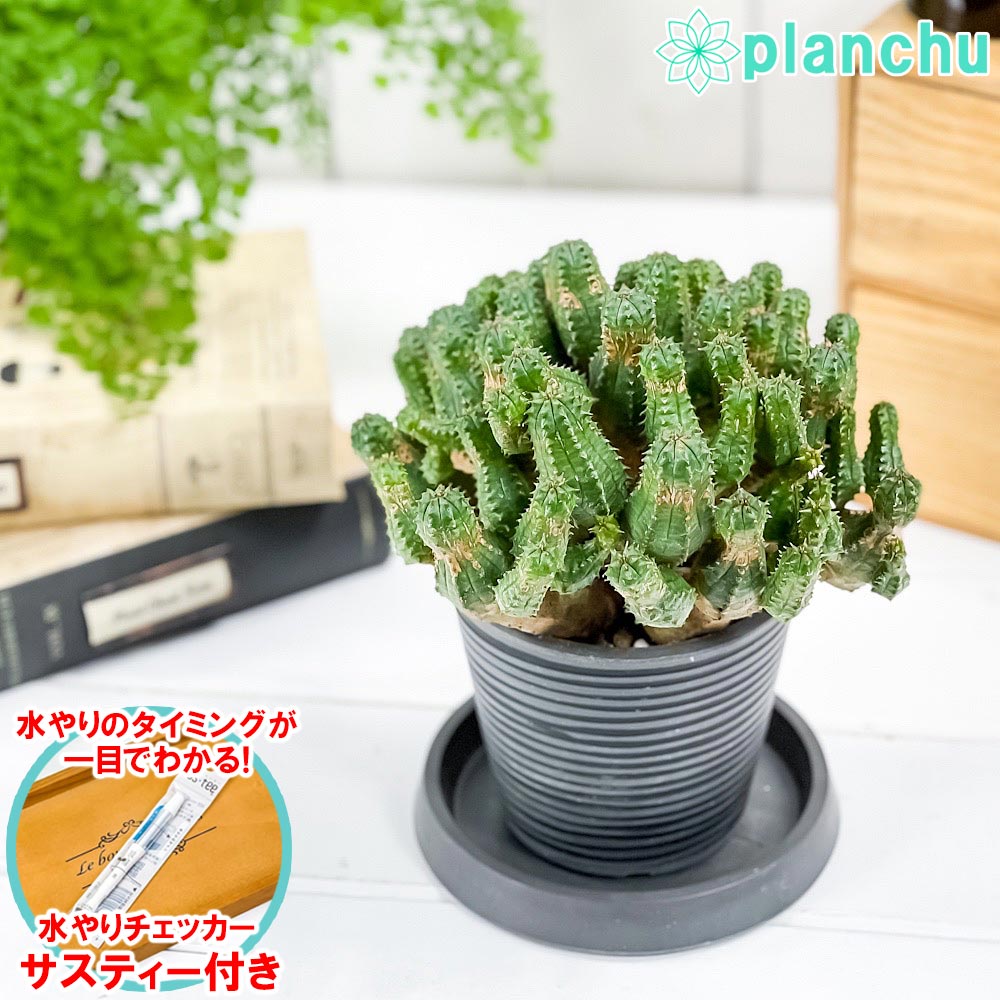 PLANCHU 多肉植物 ユーフォルビア プセウドグロボーサ 3.5号樹脂鉢 ミディダークグレー サスティー付き 受け皿付き 育て方説明書付き Euphorbia pseudoglobosa 稚児麒麟