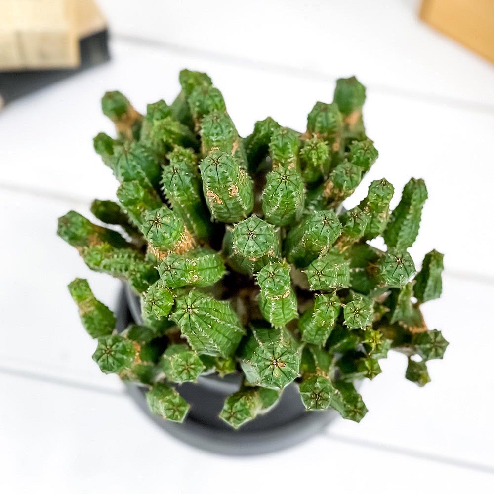 PLANCHU 多肉植物 ユーフォルビア プセウドグロボーサ 3.5号樹脂鉢 ミディダークグレー サスティー付き 受け皿付き 育て方説明書付き Euphorbia pseudoglobosa 稚児麒麟