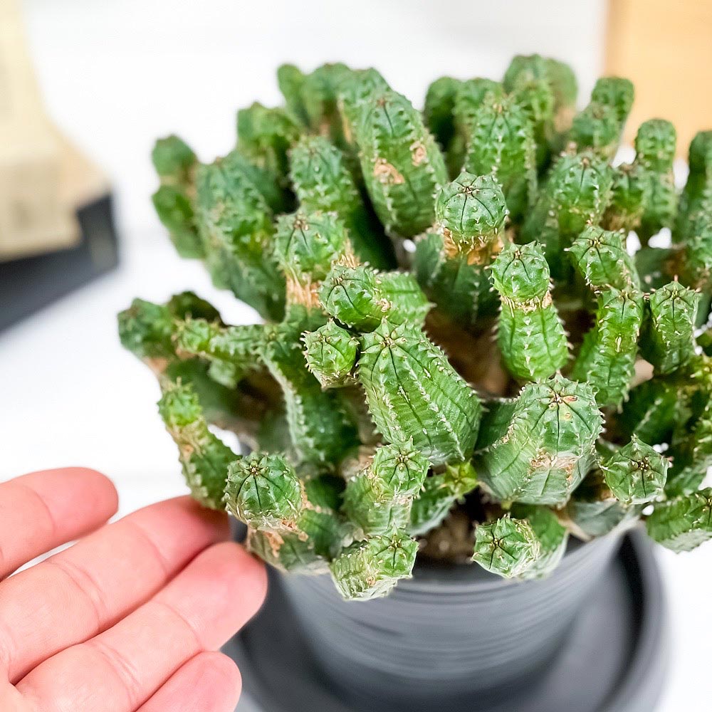 PLANCHU 多肉植物 ユーフォルビア プセウドグロボーサ 3.5号樹脂鉢 ミディダークグレー サスティー付き 受け皿付き 育て方説明書付き Euphorbia pseudoglobosa 稚児麒麟