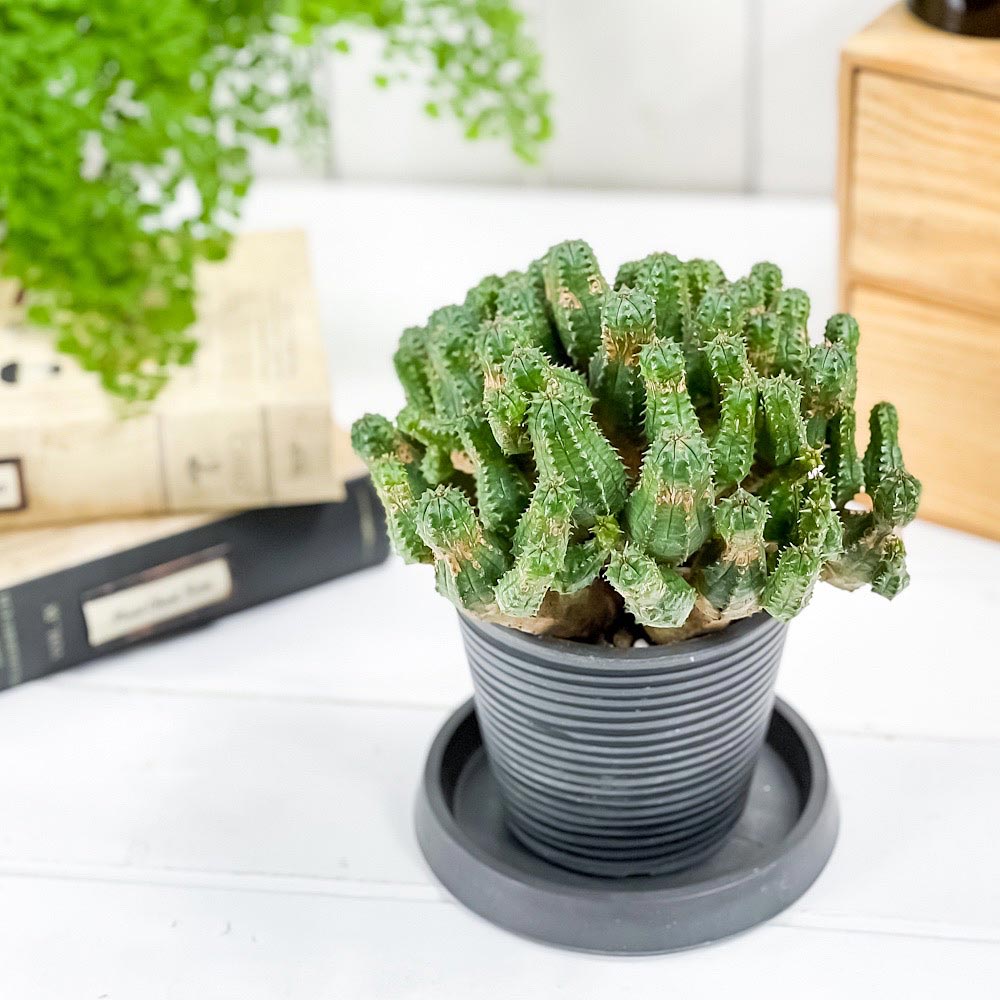 PLANCHU 多肉植物 ユーフォルビア プセウドグロボーサ 3.5号樹脂鉢 ミディダークグレー サスティー付き 受け皿付き 育て方説明書付き Euphorbia pseudoglobosa 稚児麒麟
