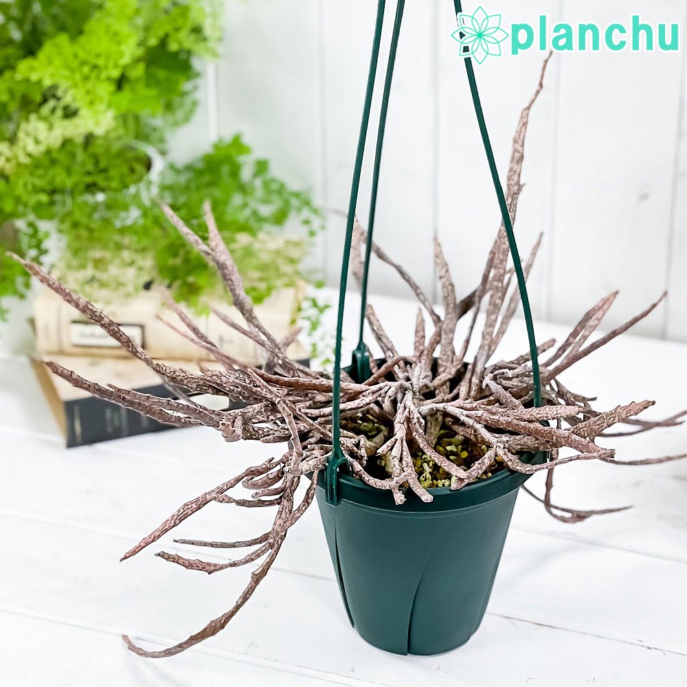 PLANCHU 多肉植物 ユーフォルビア プラティクラダ 5号吊り鉢 育て方