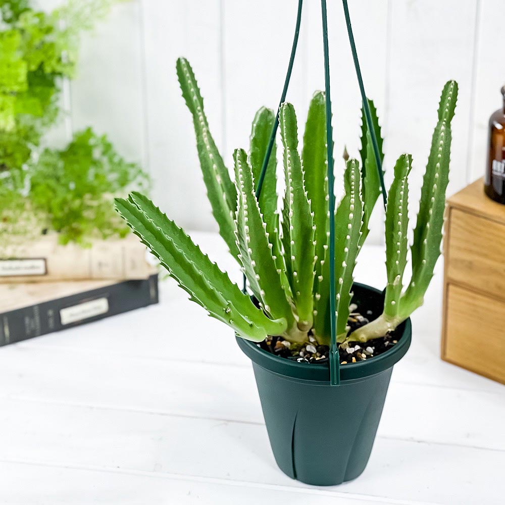 PLANCHU 多肉植物 スタペリア ハイブリッド ヒルスタ × ギガンテア 5号吊り鉢 育て方説明書付き Stapelia hirsuta × gigantea 観葉植物
