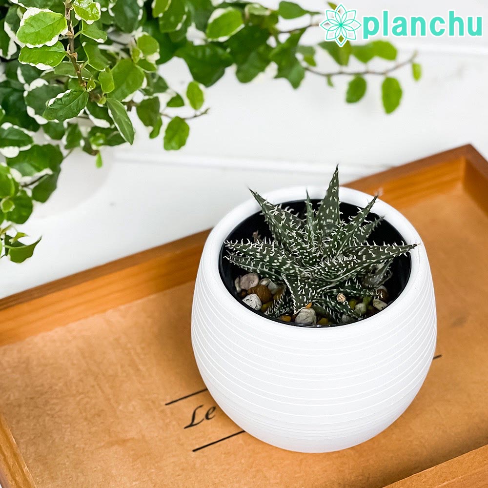 PLANCHU 多肉植物 アロエ ビートル 3号丸鉢 受け皿付き 育て方説明書付き Aloe haworthioides × descoingsii