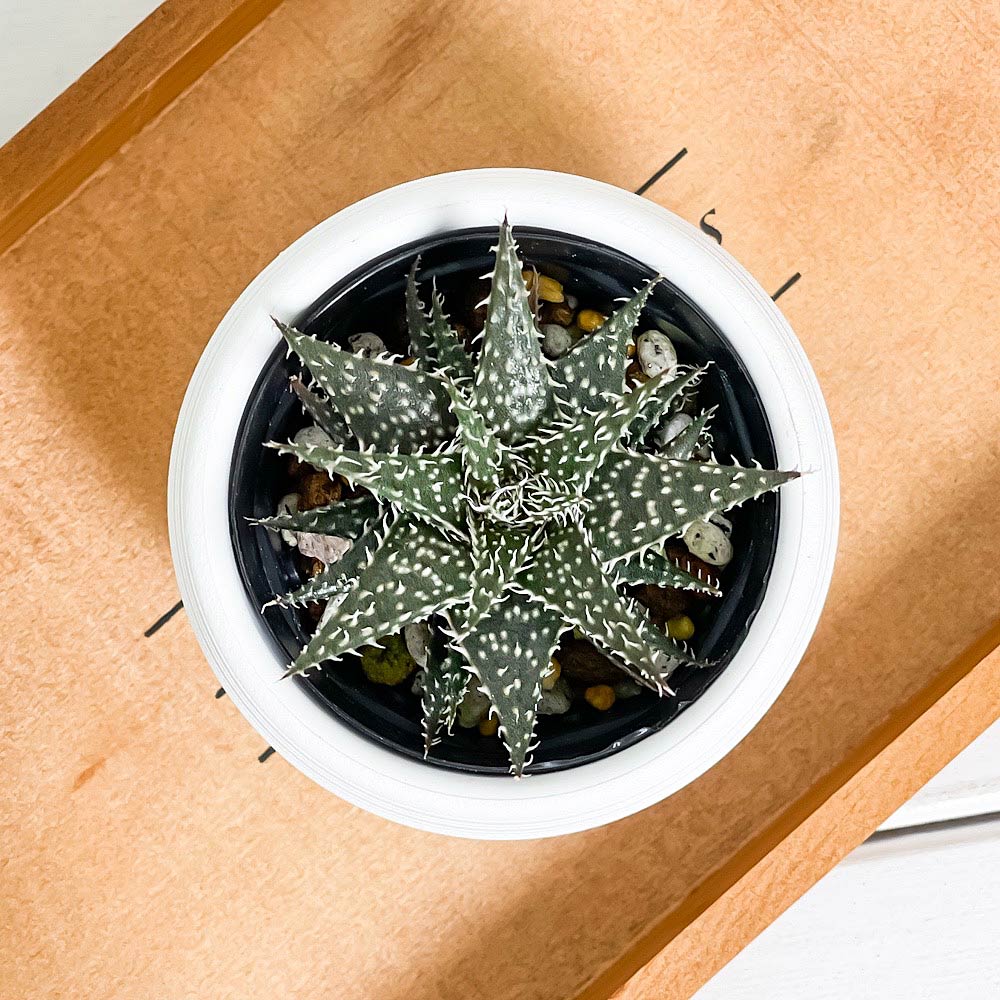 PLANCHU 多肉植物 アロエ ビートル 3号丸鉢 受け皿付き 育て方説明書付き Aloe haworthioides × descoingsii