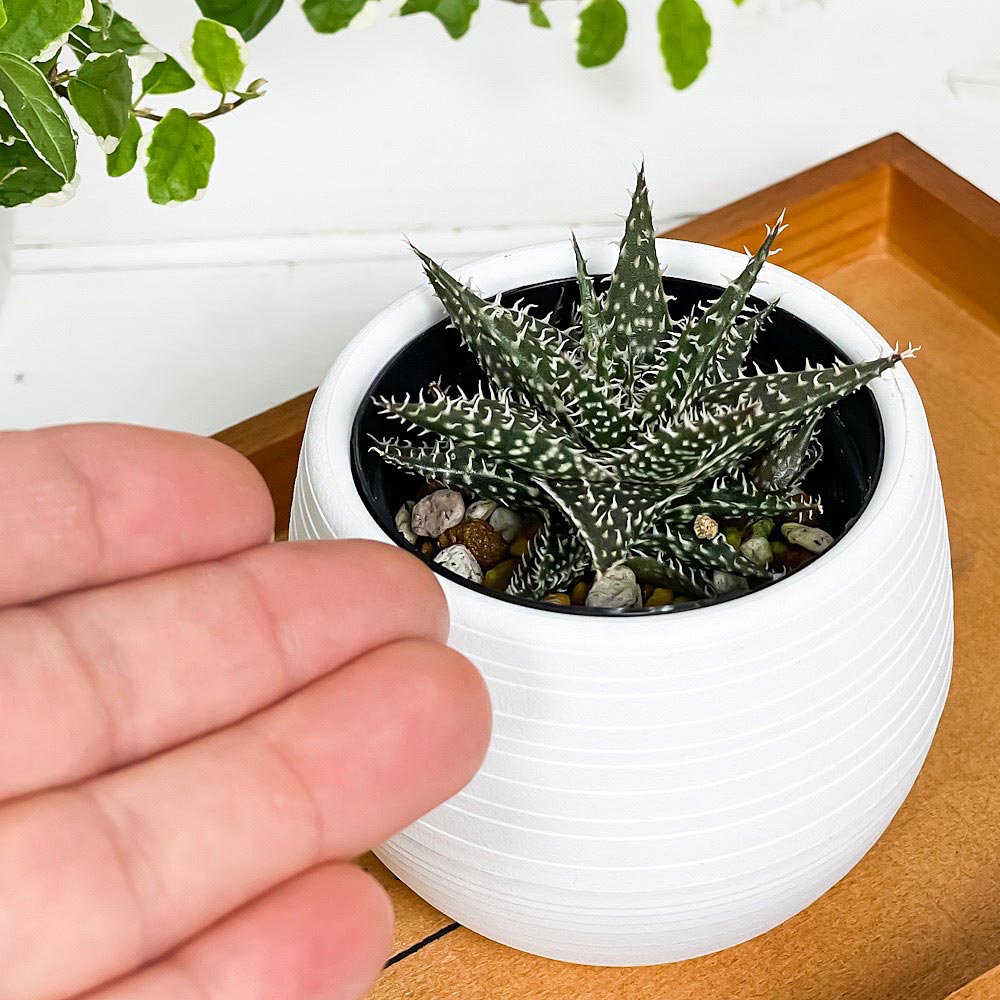 PLANCHU 多肉植物 アロエ ビートル 3号丸鉢 受け皿付き 育て方説明書付き Aloe haworthioides × descoingsii