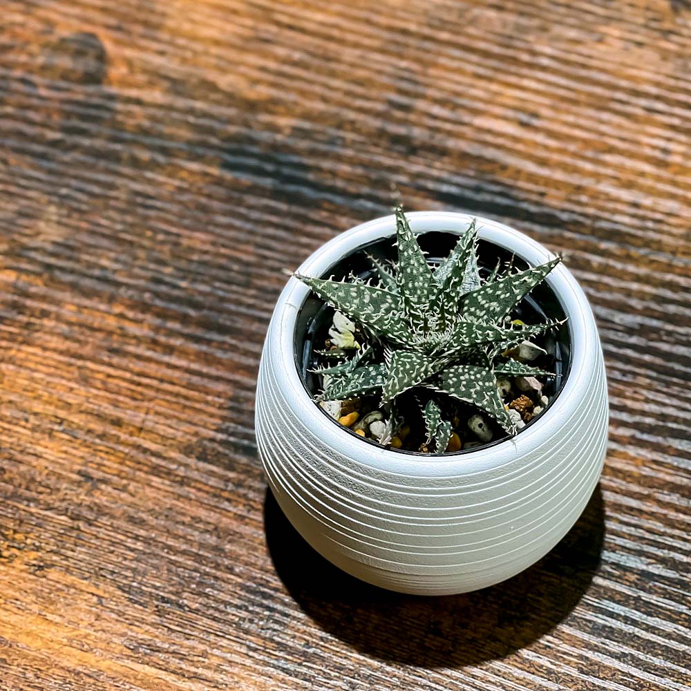 PLANCHU 多肉植物 アロエ ビートル 3号丸鉢 受け皿付き 育て方説明書付き Aloe haworthioides × descoingsii