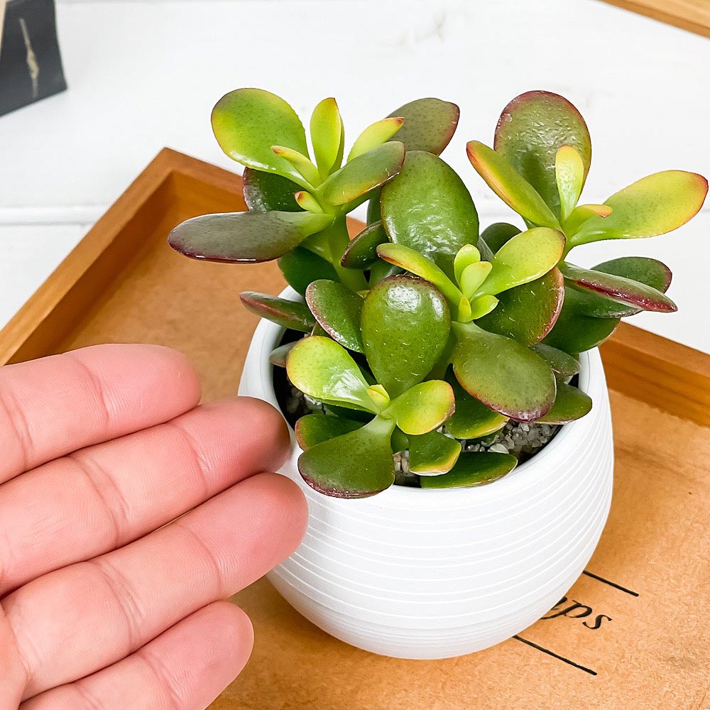 PLANCHU 観葉植物 クラッスラ 金のなる木 姫黄金花月 3号丸鉢 受け皿付き 育て方説明書付き Crassula ovata cv. カネノナルキ ヒメオウゴンカゲツ