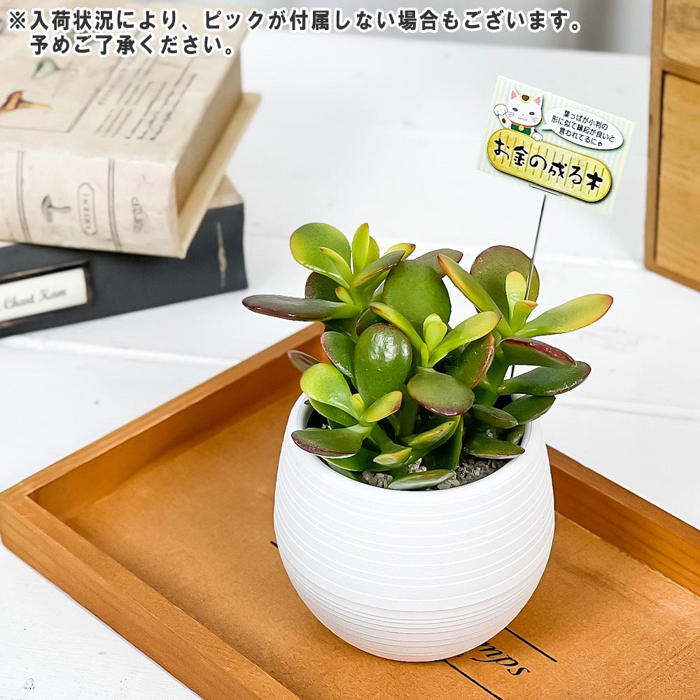 PLANCHU 観葉植物 クラッスラ 金のなる木 姫黄金花月 3号丸鉢 受け皿付き 育て方説明書付き Crassula ovata cv. カネノナルキ ヒメオウゴンカゲツ