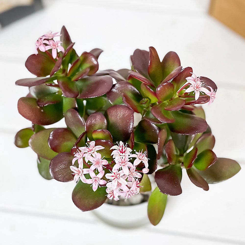 PLANCHU 観葉植物 クラッスラ 金のなる木 桜花月 4号鉢 受け皿付き 育て方説明書付き Crassula ovata ‘Sakurakagetsu’ カネノナルキ サクラカゲツ