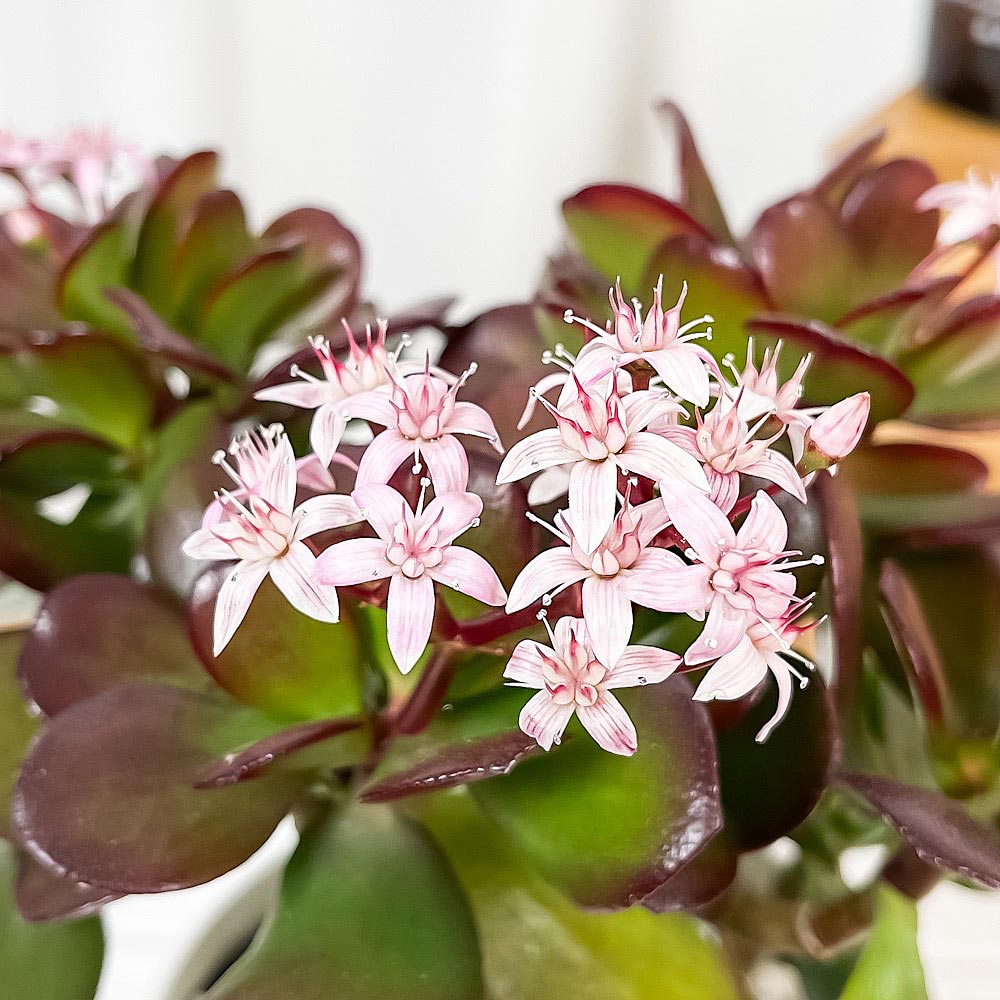 PLANCHU 観葉植物 クラッスラ 金のなる木 桜花月 4号鉢 受け皿付き 育て方説明書付き Crassula ovata ‘Sakurakagetsu’ カネノナルキ サクラカゲツ