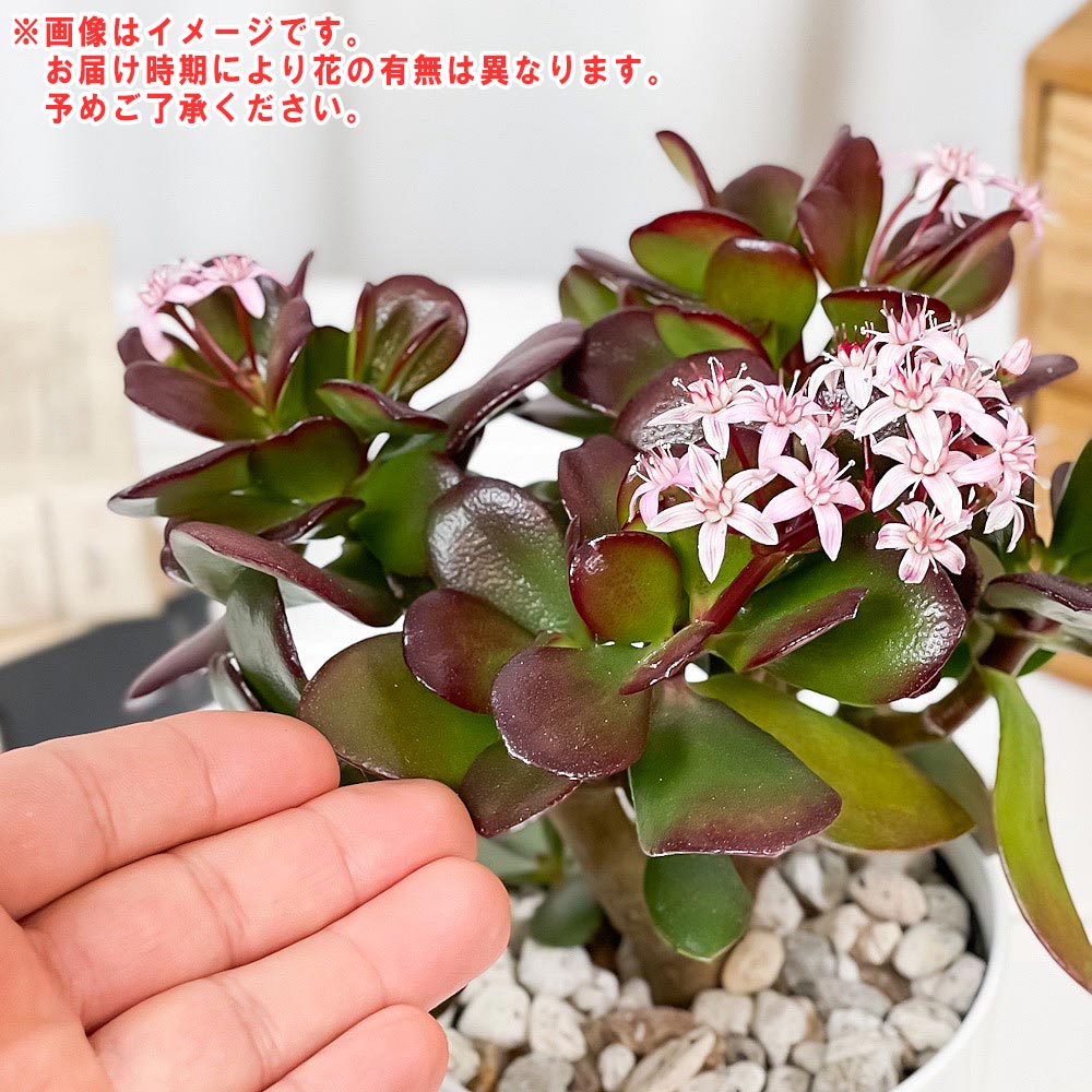 PLANCHU 観葉植物 クラッスラ 金のなる木 桜花月 4号鉢 受け皿付き 育て方説明書付き Crassula ovata ‘Sakurakagetsu’ カネノナルキ サクラカゲツ