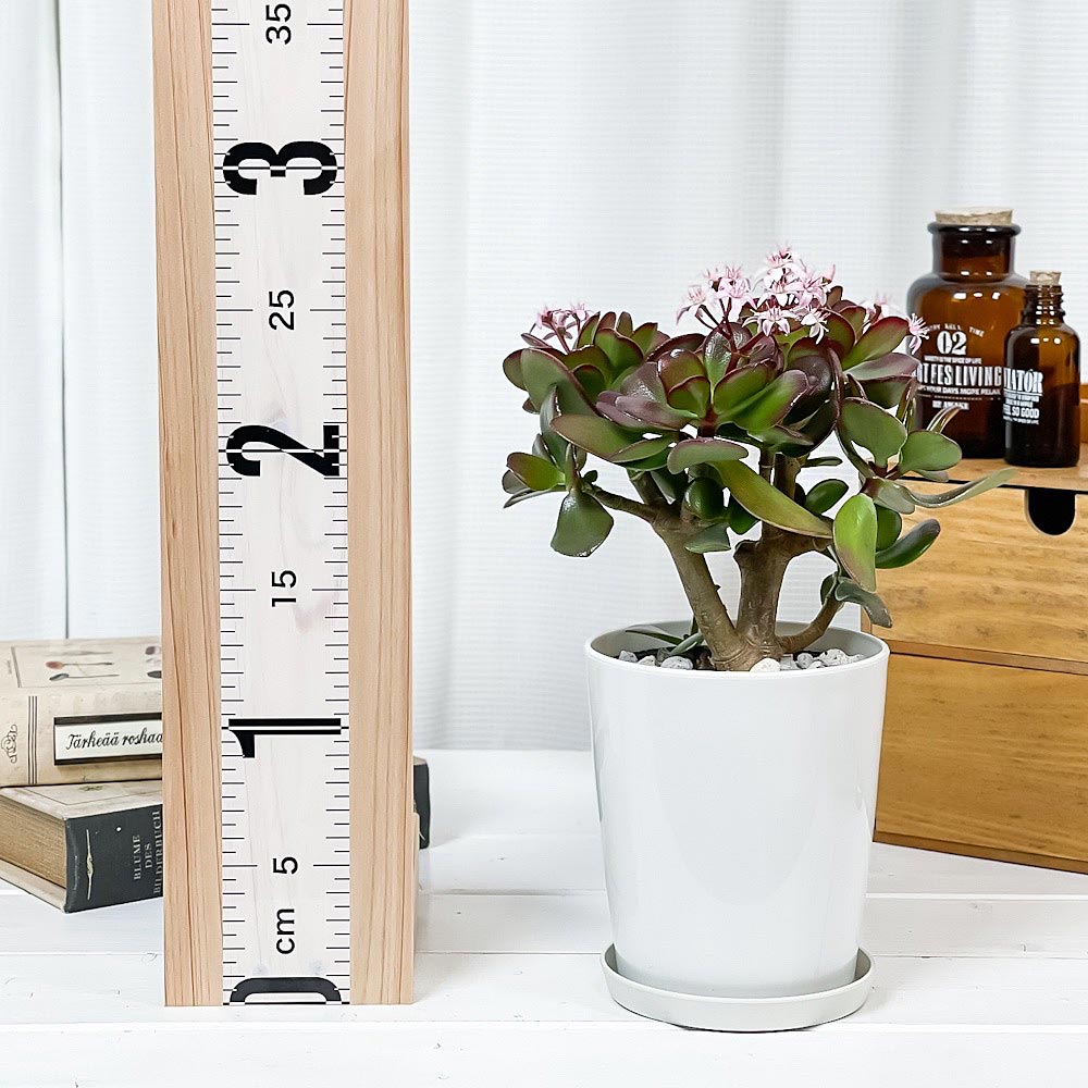 PLANCHU 観葉植物 クラッスラ 金のなる木 桜花月 4号鉢 受け皿付き 育て方説明書付き Crassula ovata ‘Sakurakagetsu’ カネノナルキ サクラカゲツ