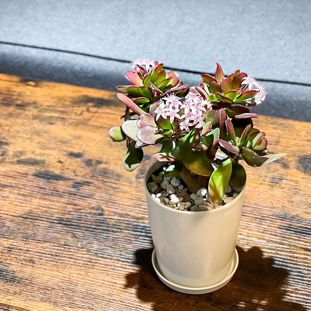 PLANCHU 観葉植物 クラッスラ 金のなる木 桜花月 4号鉢 受け皿付き 育て方説明書付き Crassula ovata ‘Sakurakagetsu’ カネノナルキ サクラカゲツ