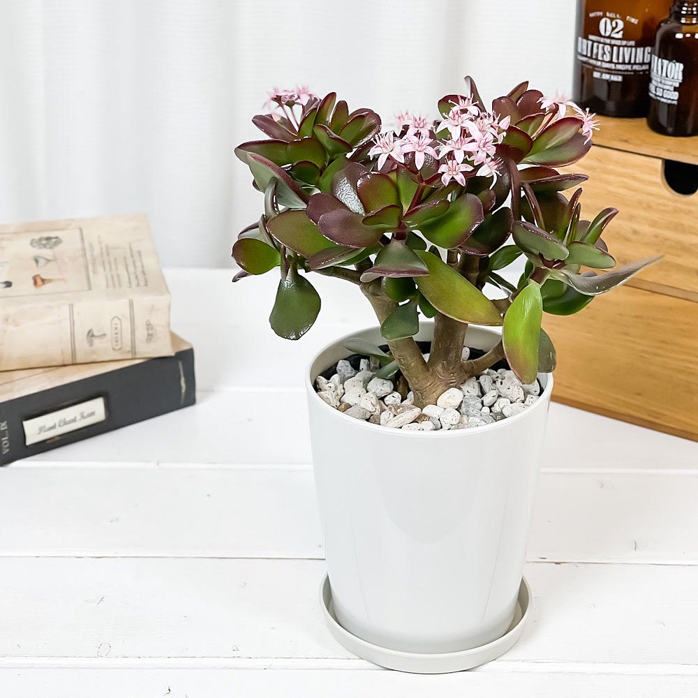 PLANCHU 観葉植物 クラッスラ 金のなる木 桜花月 4号鉢 受け皿付き 育て方説明書付き Crassula ovata ‘Sakurakagetsu’ カネノナルキ サクラカゲツ