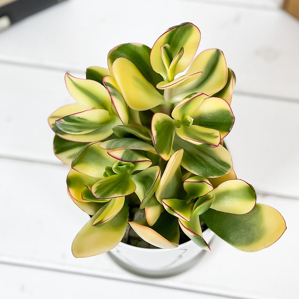 PLANCHU 観葉植物 クラッスラ 金のなる木 花月 斑入り 4号鉢 受け皿付き 育て方説明書付き Crassula ovata cv. カネノナルキ カゲツ