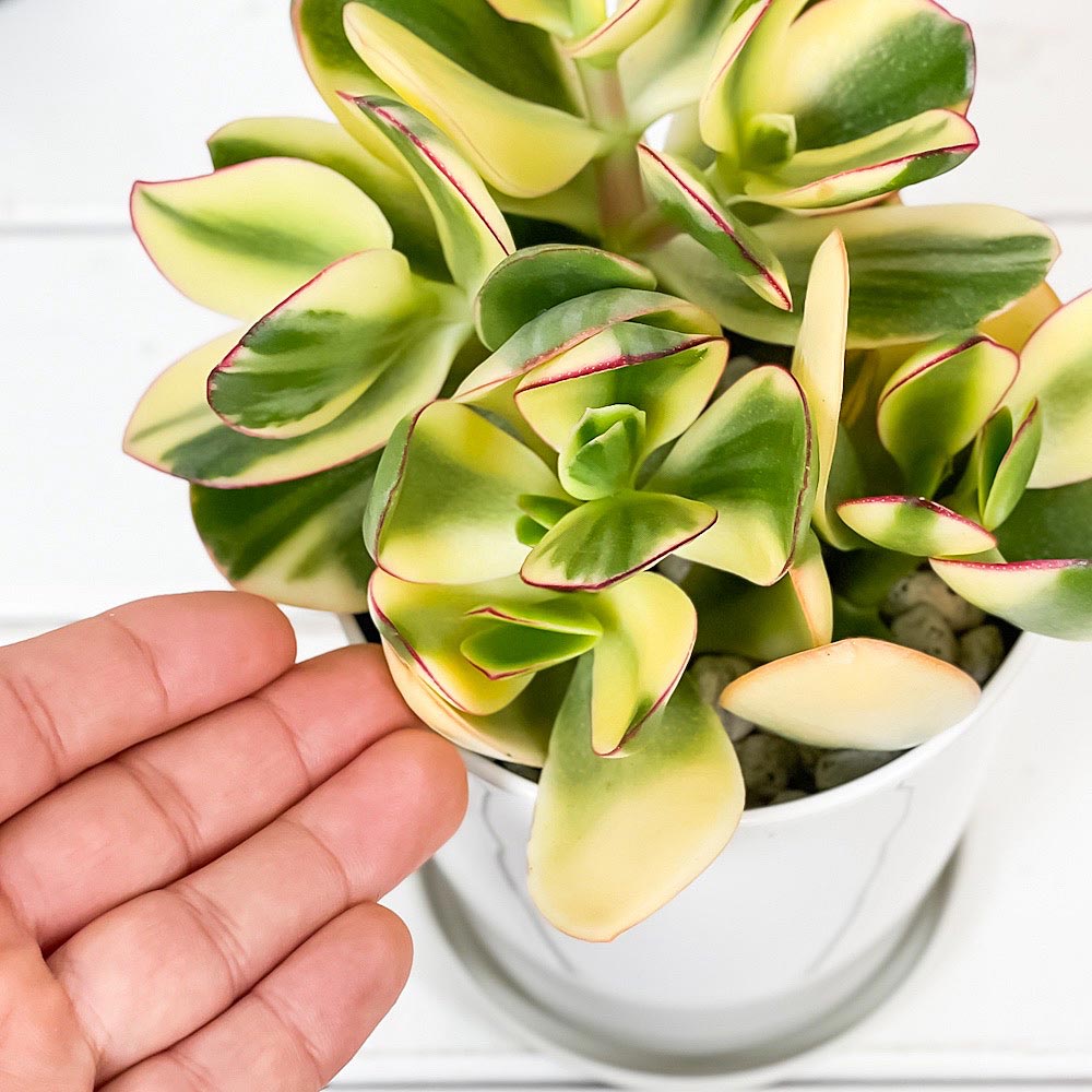 PLANCHU 観葉植物 クラッスラ 金のなる木 花月 斑入り 4号鉢 受け皿付き 育て方説明書付き Crassula ovata cv. カネノナルキ カゲツ
