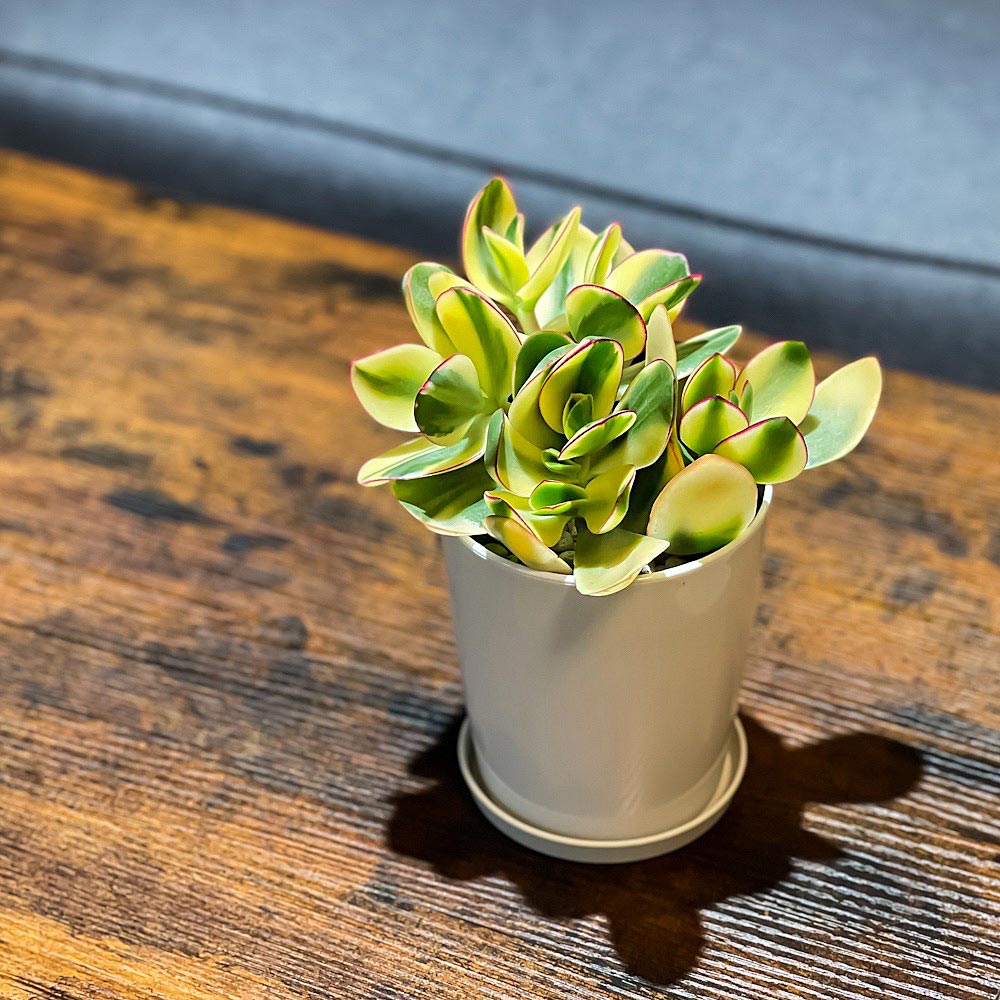PLANCHU 観葉植物 クラッスラ 金のなる木 花月 斑入り 4号鉢 受け皿付き 育て方説明書付き Crassula ovata cv. カネノナルキ カゲツ