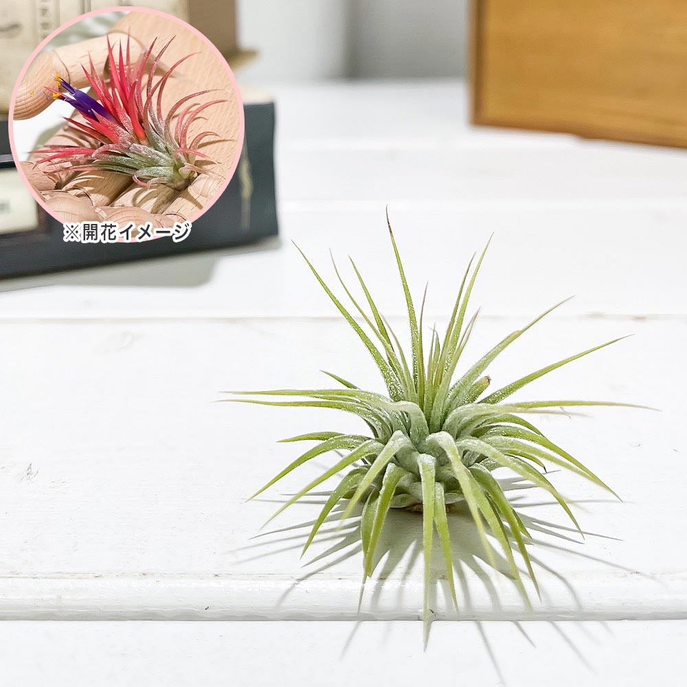 PLANCHU エアプランツ ティランジア イオナンタ Sサイズ 1株 W3×H3cm前後 育て方説明書付き Tillandsia ionantha エアープランツ チランジア