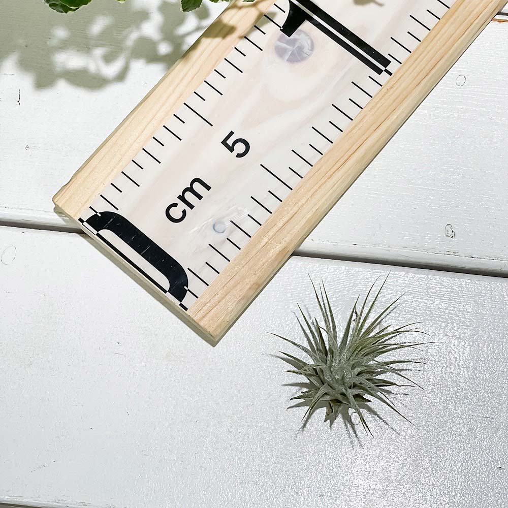 PLANCHU エアプランツ ティランジア イオナンタ Sサイズ 1株 W3×H3cm前後 育て方説明書付き Tillandsia ionantha エアープランツ チランジア