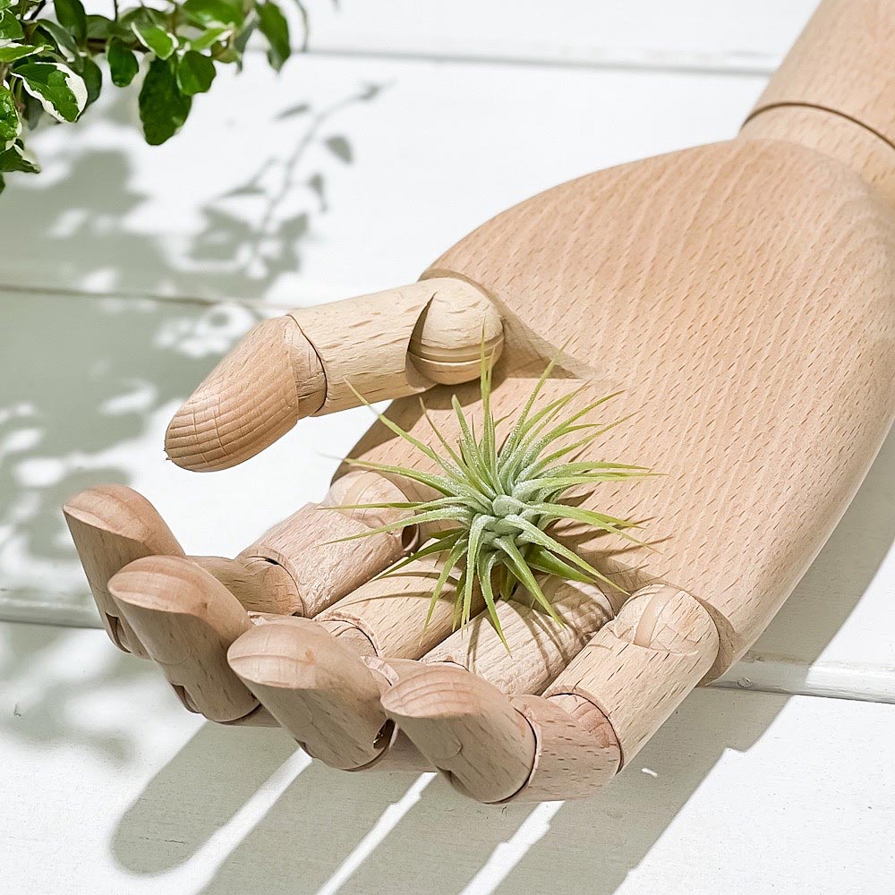 PLANCHU エアプランツ ティランジア イオナンタ Sサイズ 1株 W3×H3cm前後 育て方説明書付き Tillandsia ionantha エアープランツ チランジア