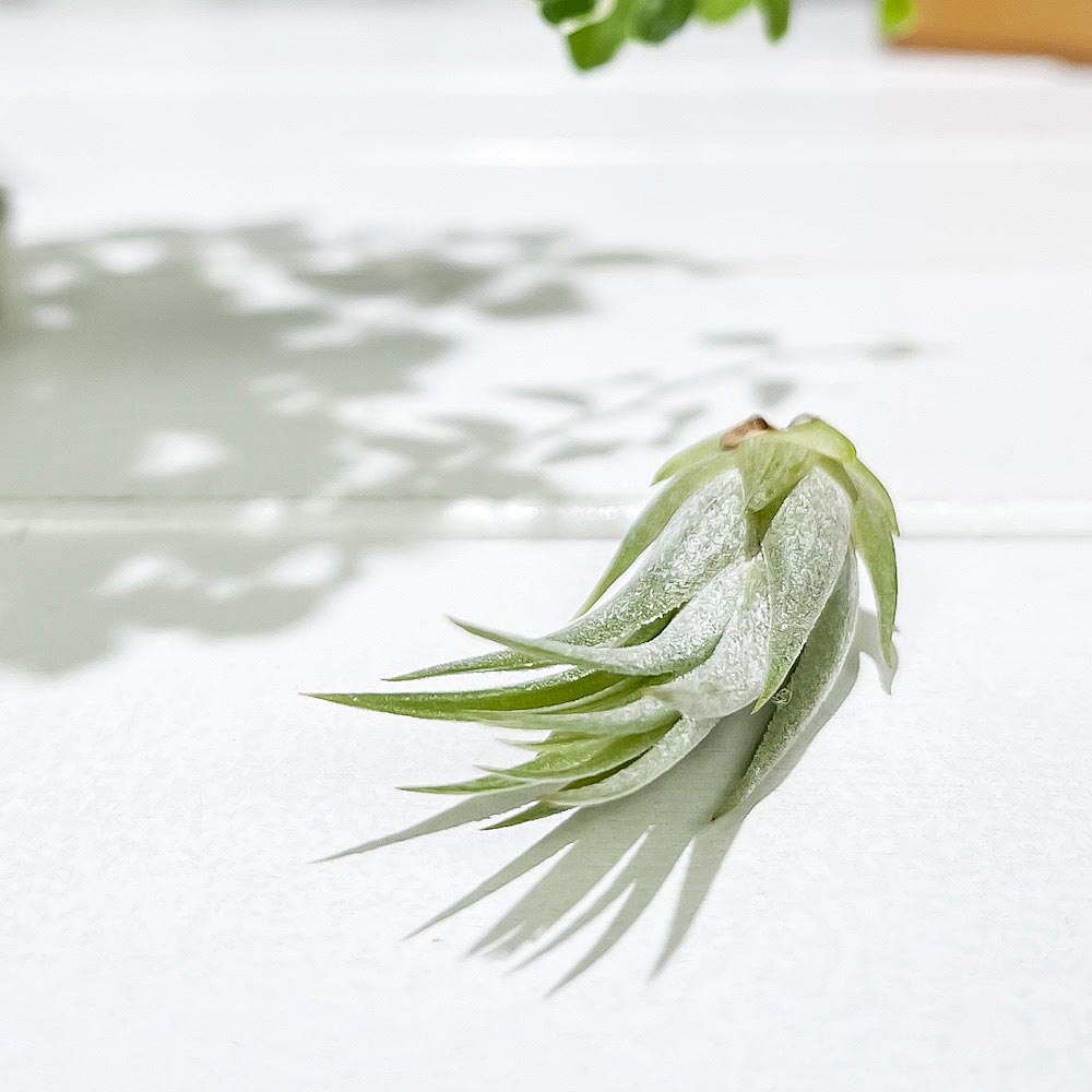 PLANCHU エアプランツ ティランジア コルビー Sサイズ 1株 W3×H5cm前後 育て方説明書付き Tillandsia scaposa スカポーサ エアープランツ チランジア